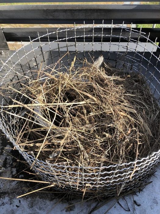煙突トップの丸い金網の中に、枯れ草を大量に組み上げた鳥の巣がぎっしり詰まっている