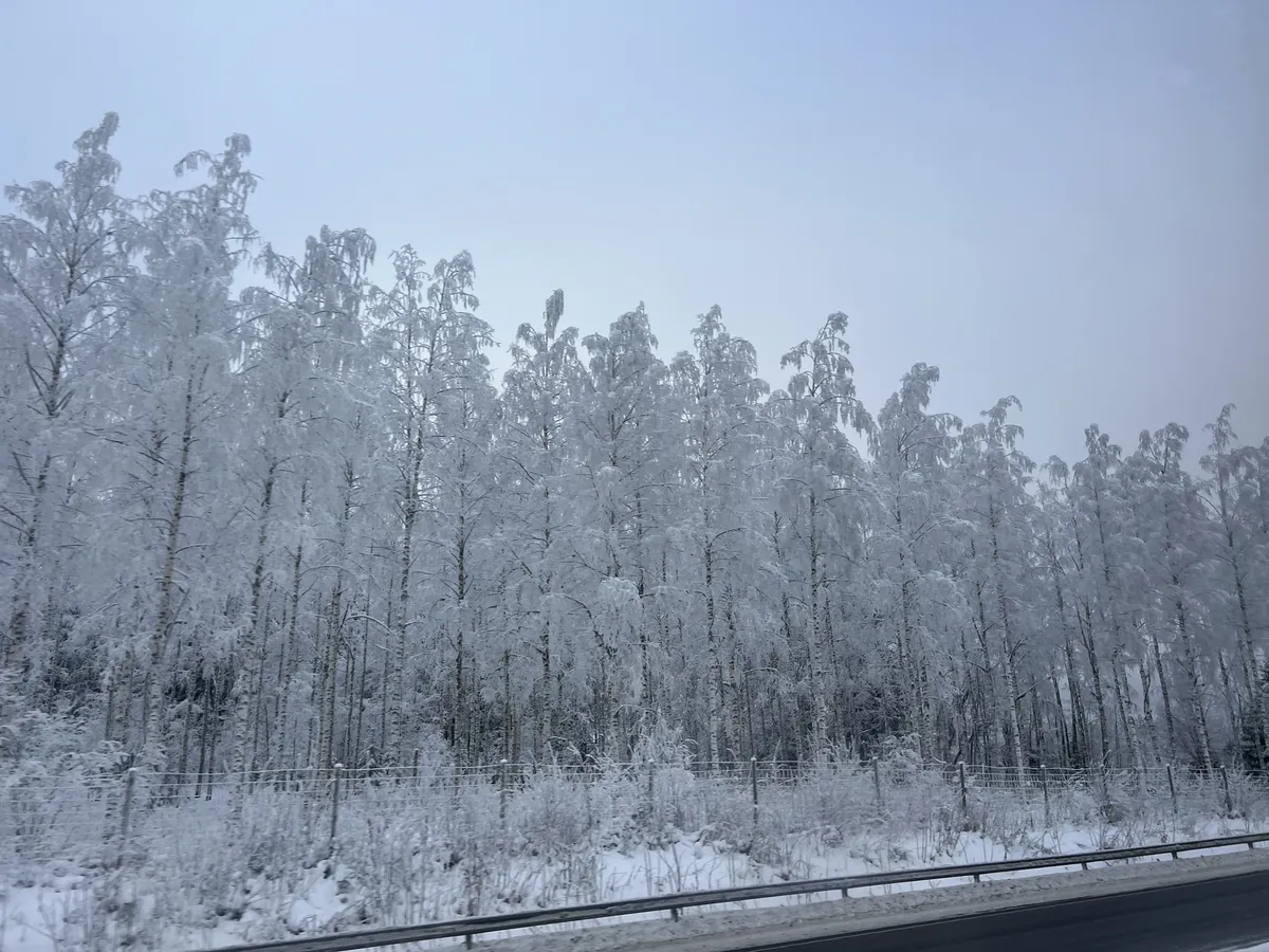 道路沿いに続く、霧氷をまとった白樺の森