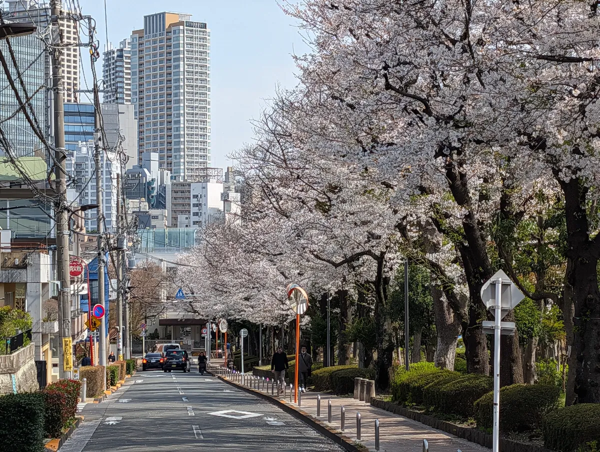 桜の並木