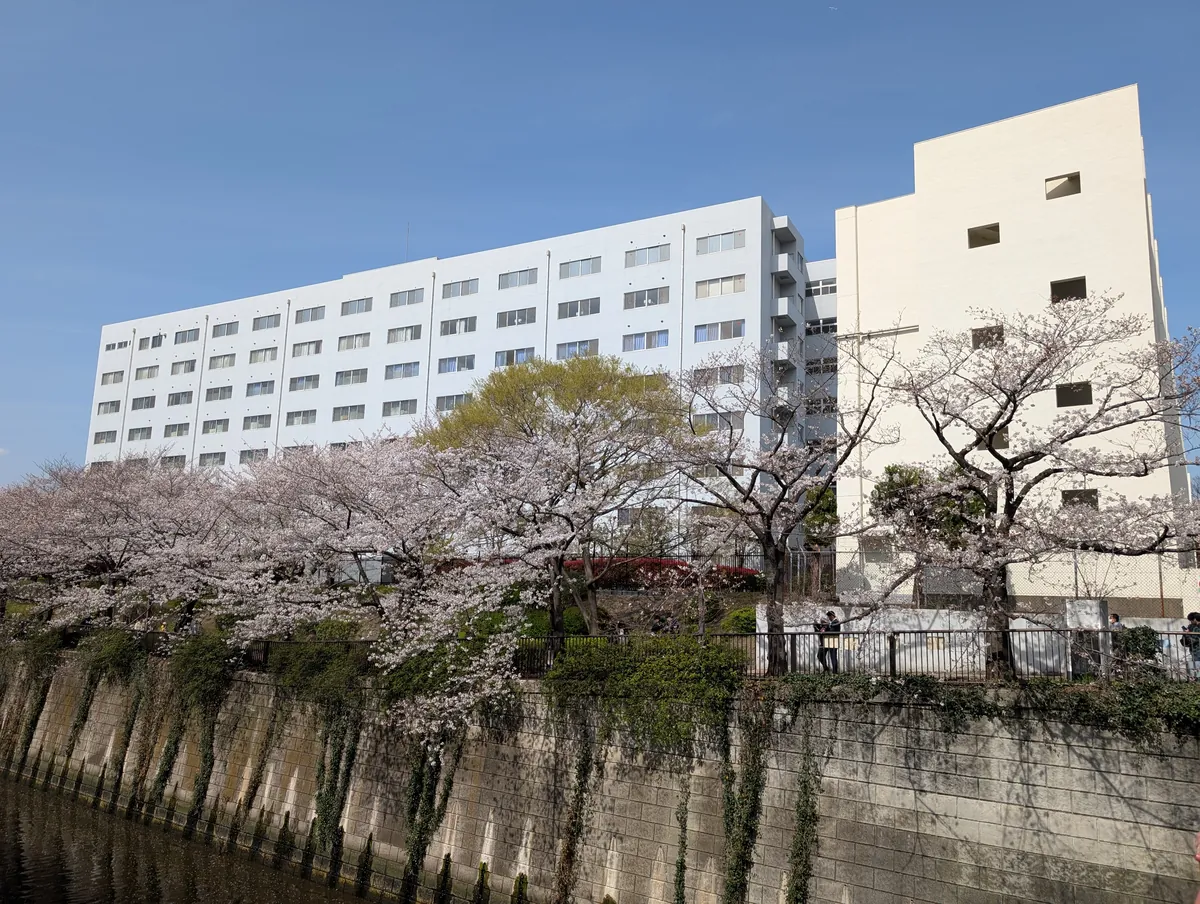 桜の並木