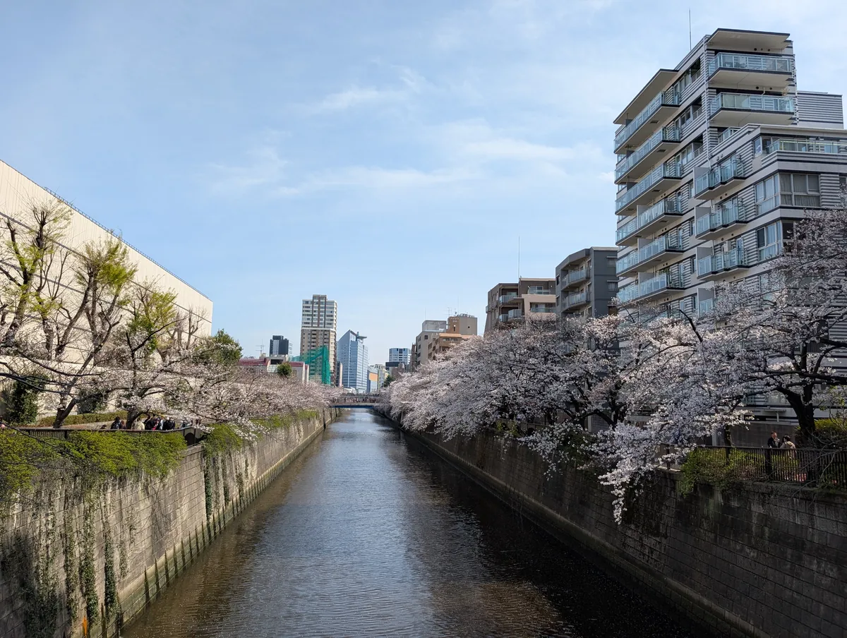 桜の並木