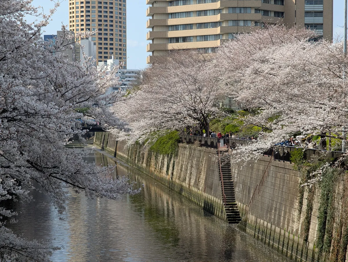 桜の並木