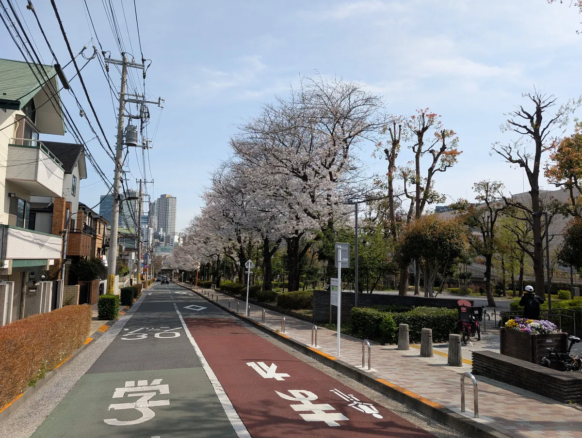 桜の並木