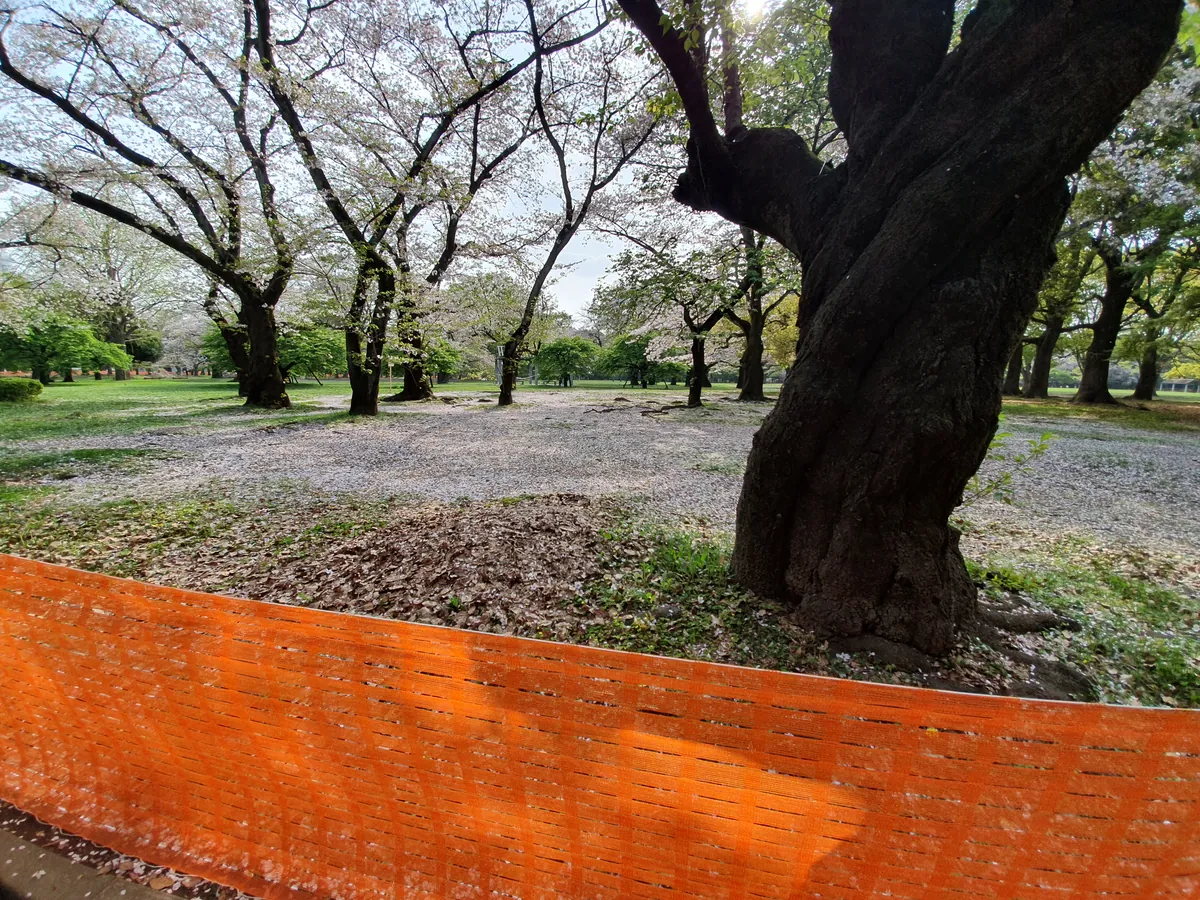 桜の並木