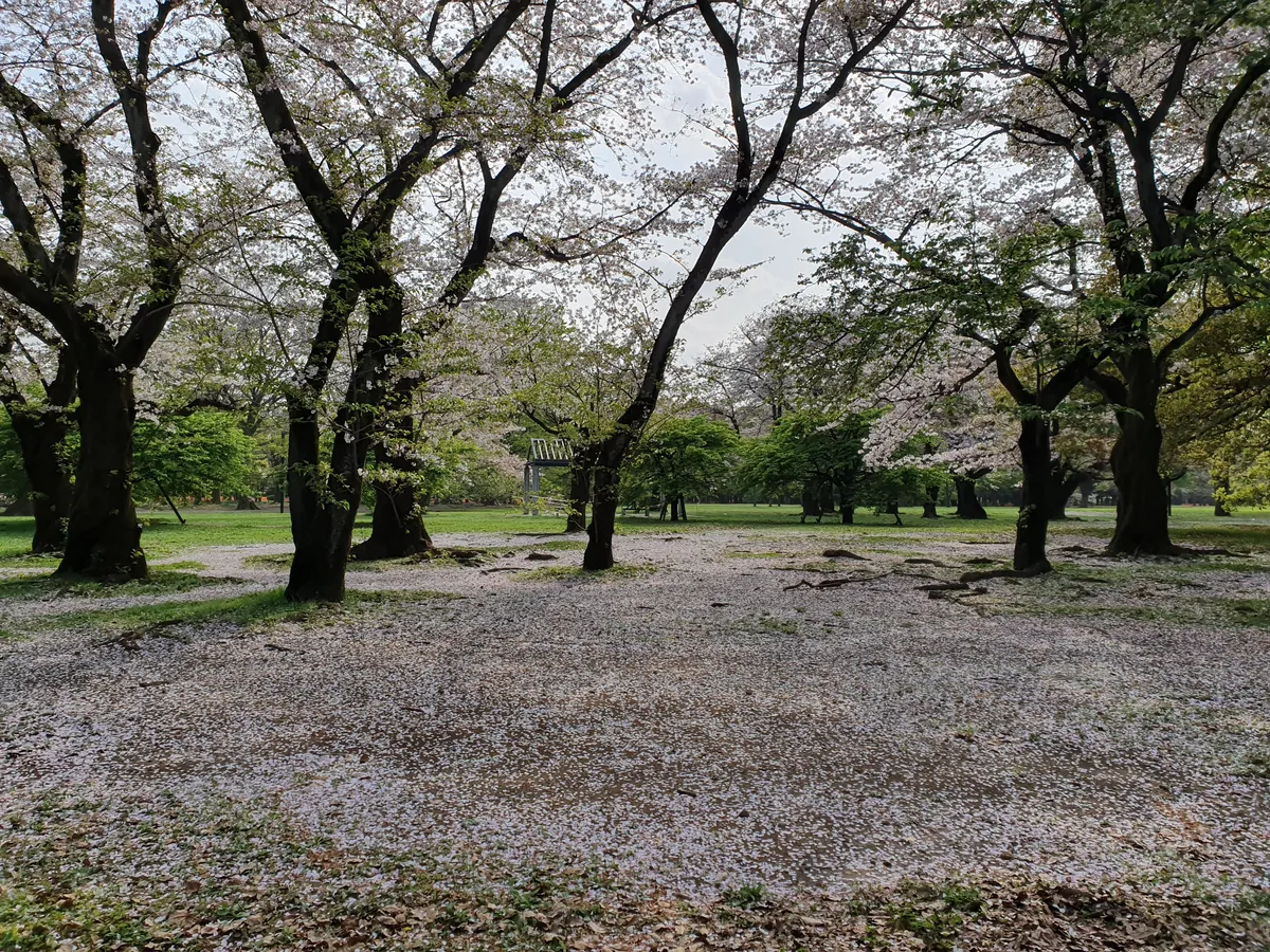 桜の並木