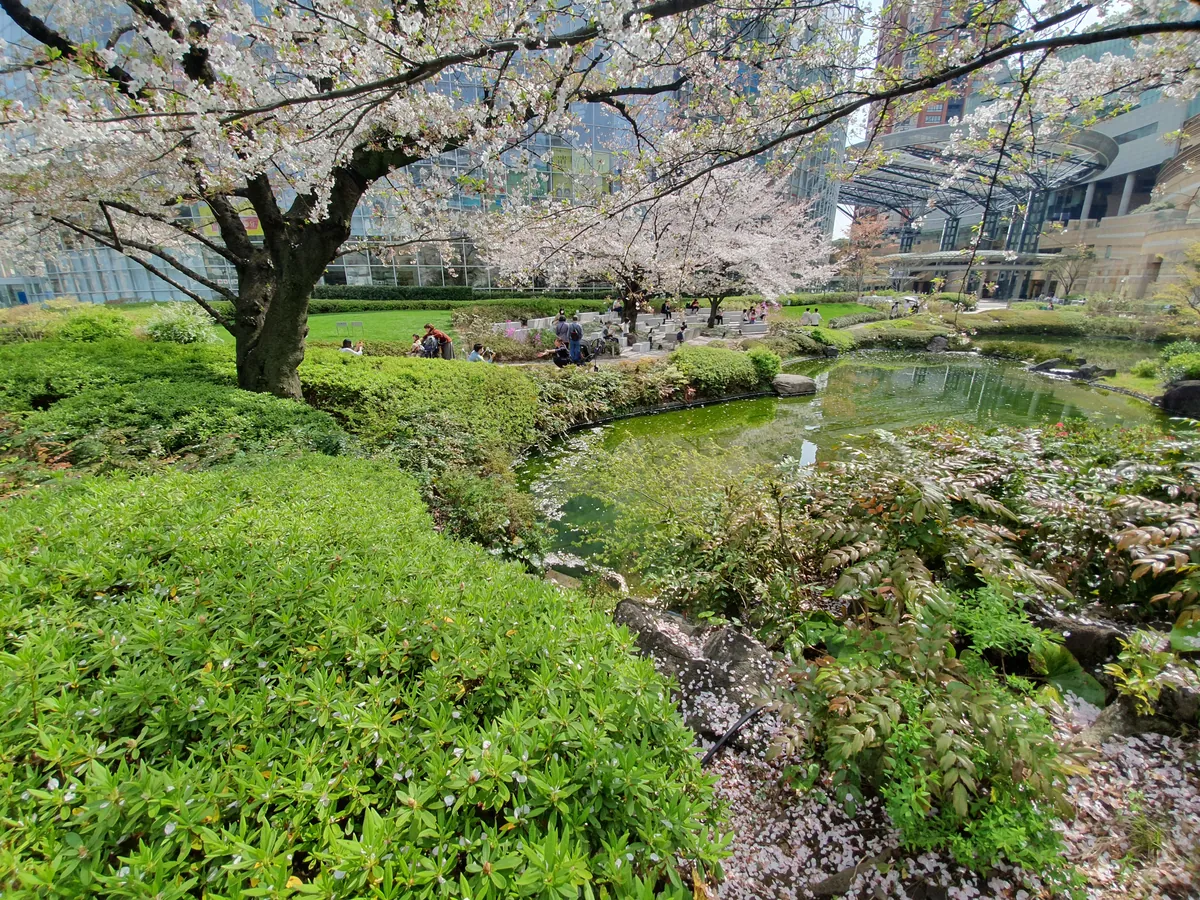 桜の並木