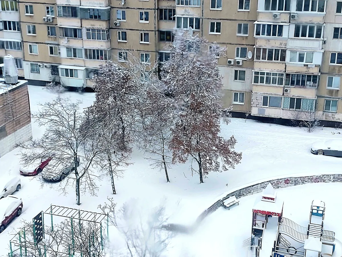 雪をかぶった木々