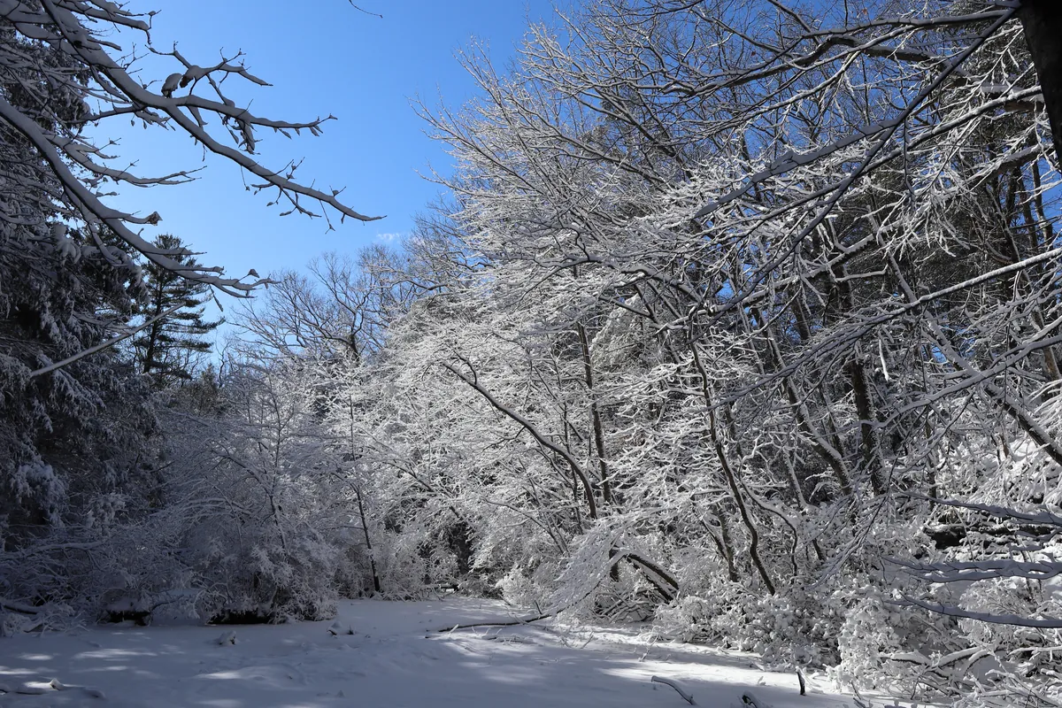 雪をかぶった木々