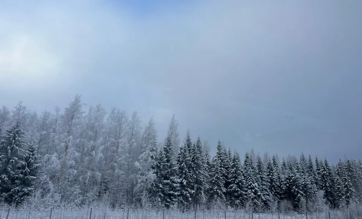 雪をまとった冬の森