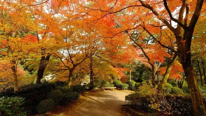 紅葉