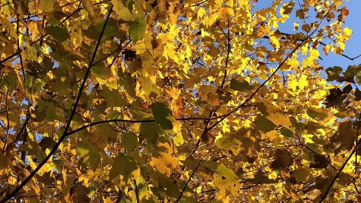 紅葉
