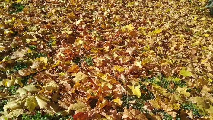 紅葉