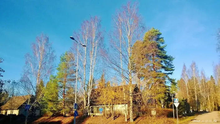 紅葉
