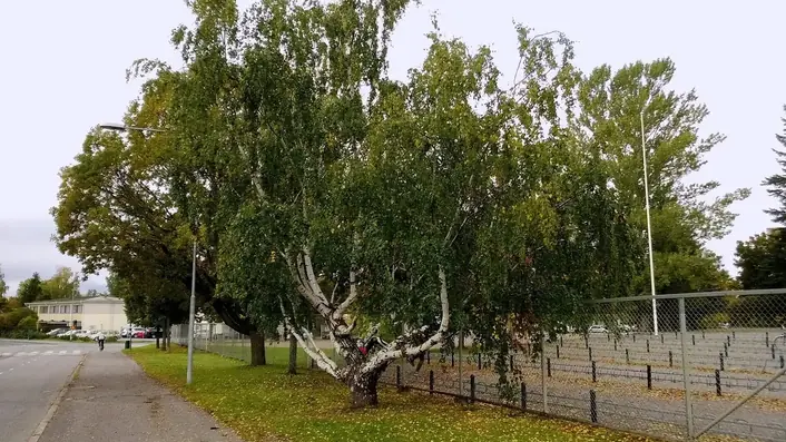白樺の林