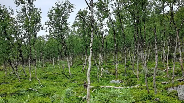 白樺の林