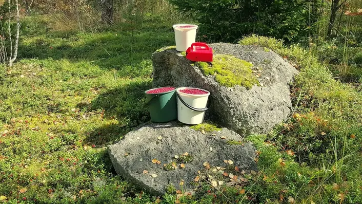 フィンランドの森