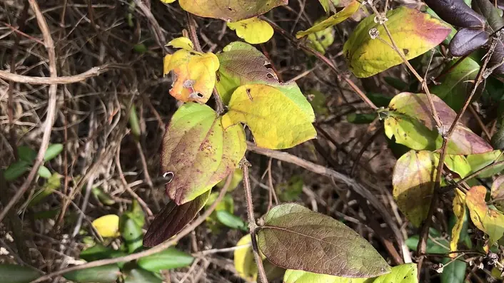 フィンランドの森
