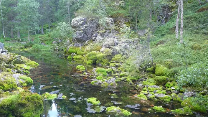 フィンランドの情景