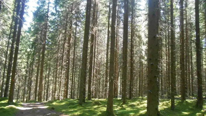 フィンランドの情景