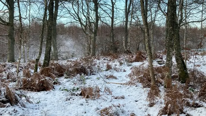 雪景色