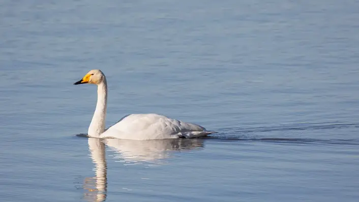 湖の白鳥
