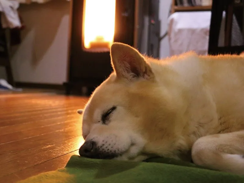 RS-4 のそばで眠る犬(写真:warmArts)