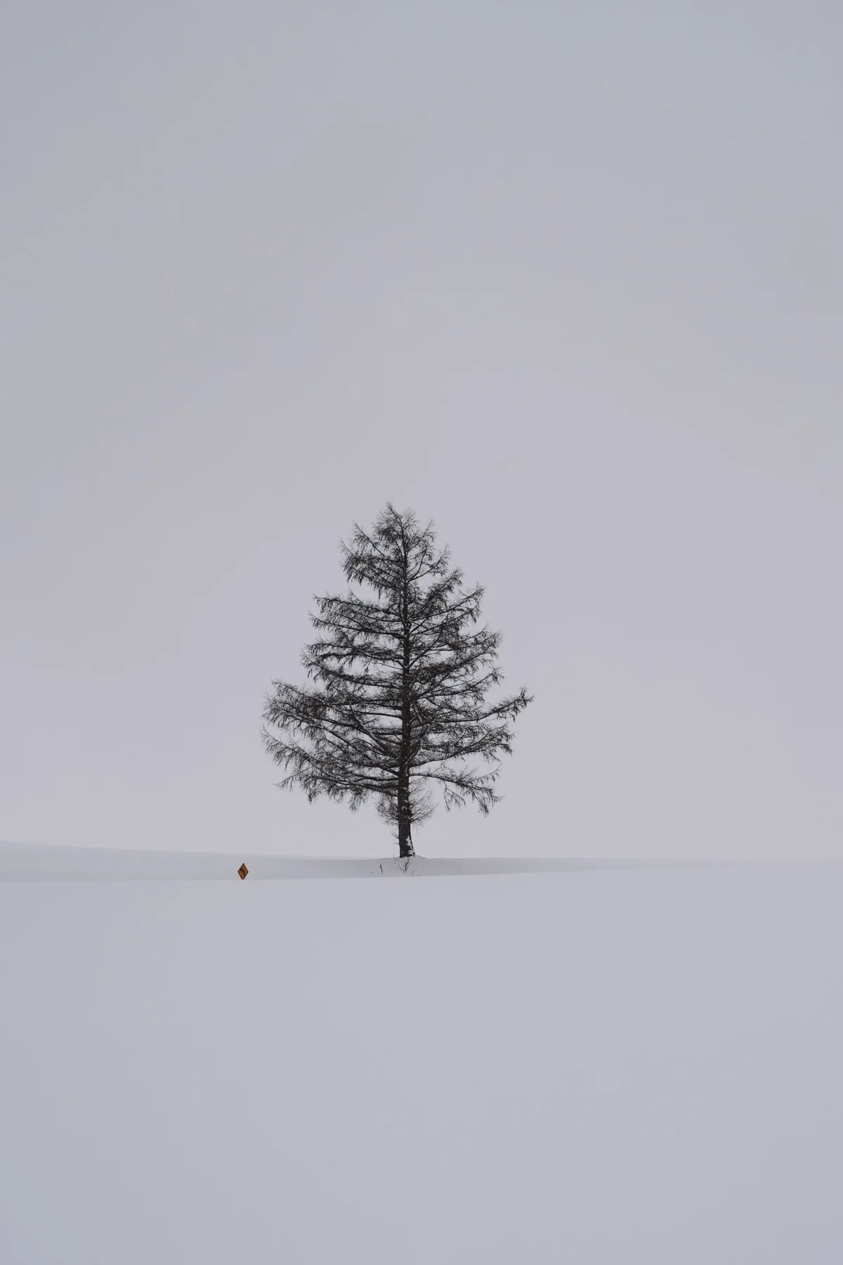 雪原に孤立した一本の木と静かな冬の空間