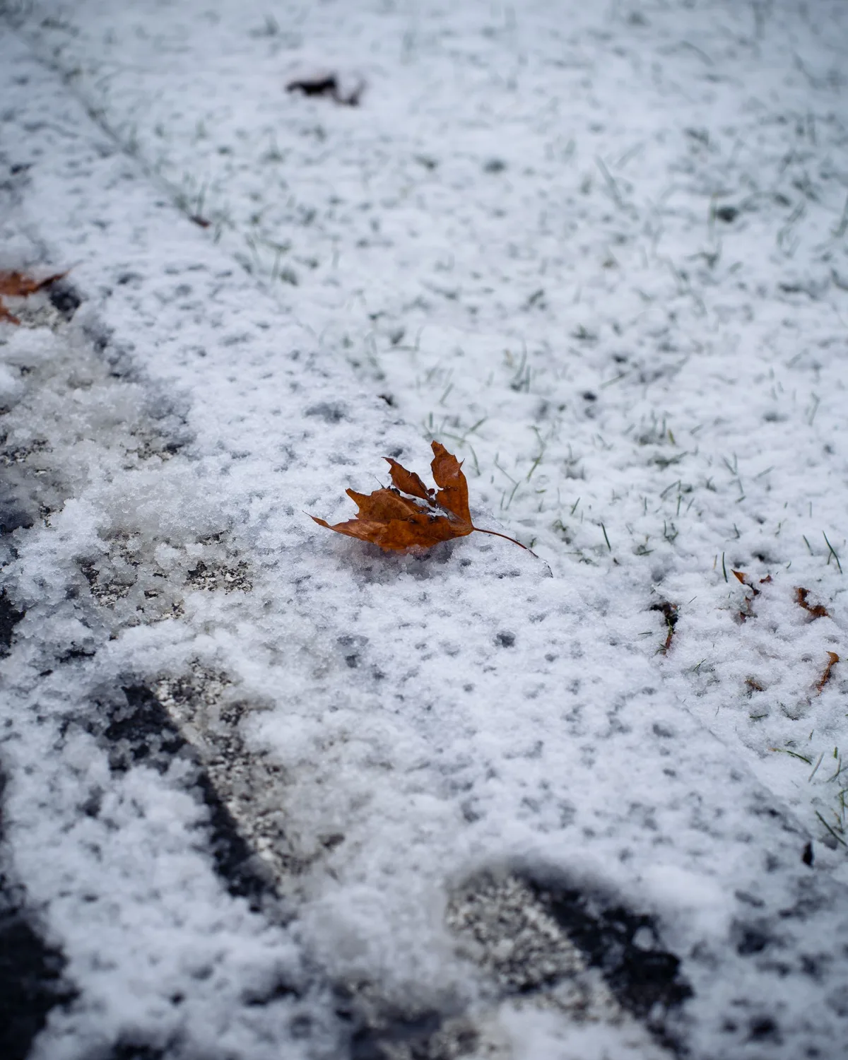 新雪の上に落ちた枯れ葉のクローズアップ