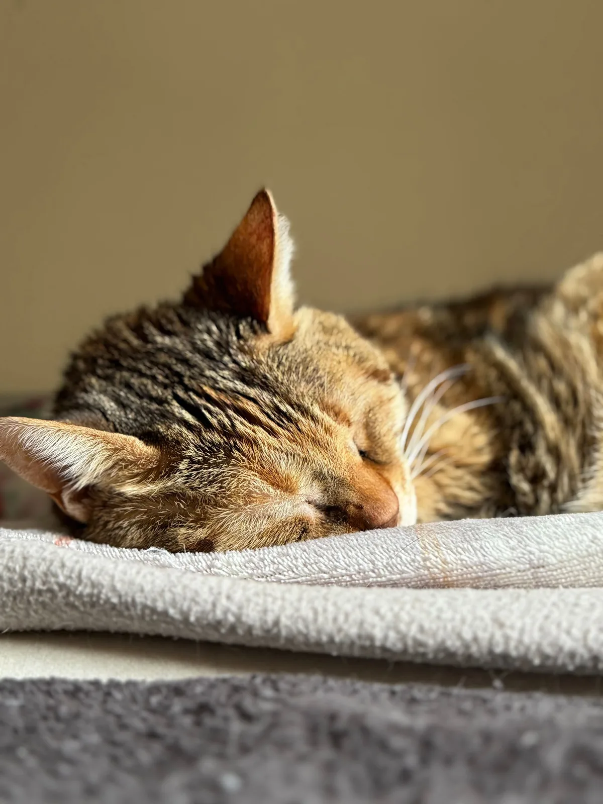 毛布の上で眠る猫