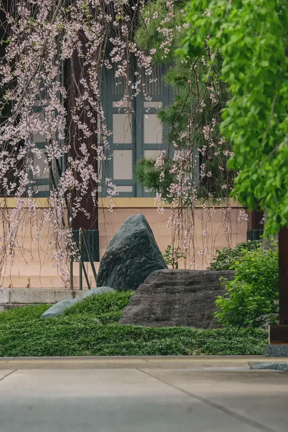 日本庭園の桜