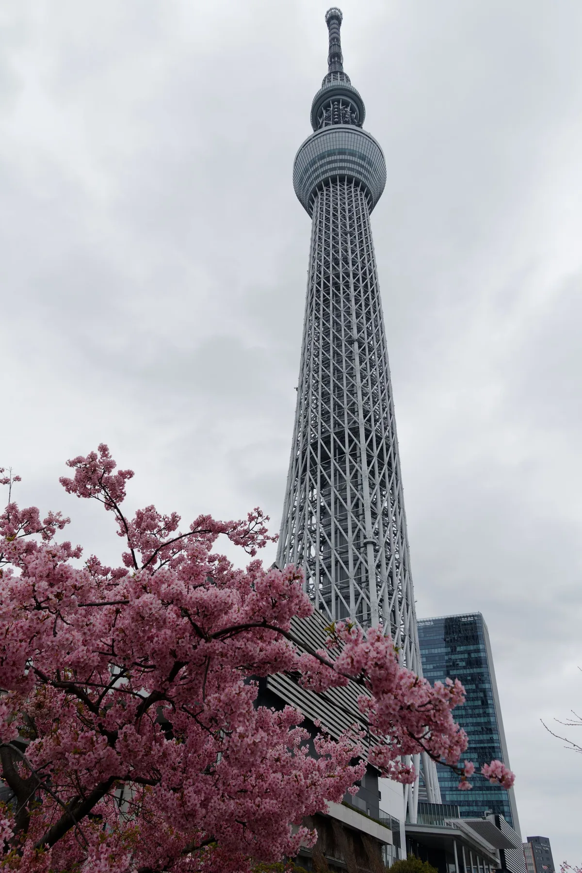 満開の日本の桜の木