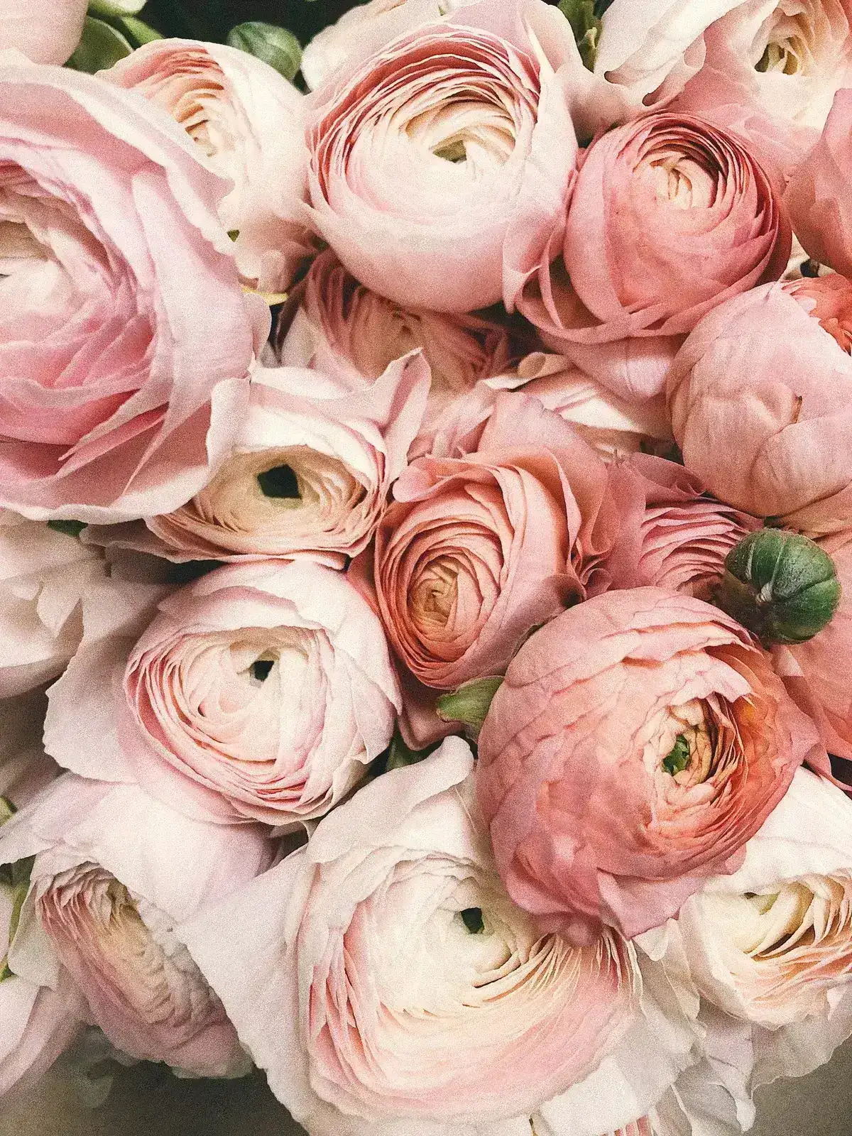 春の花粉飛ぶ菜の花畑