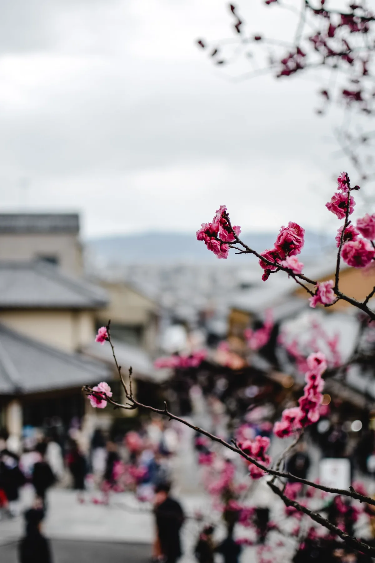 春の街路に咲くピンクの花