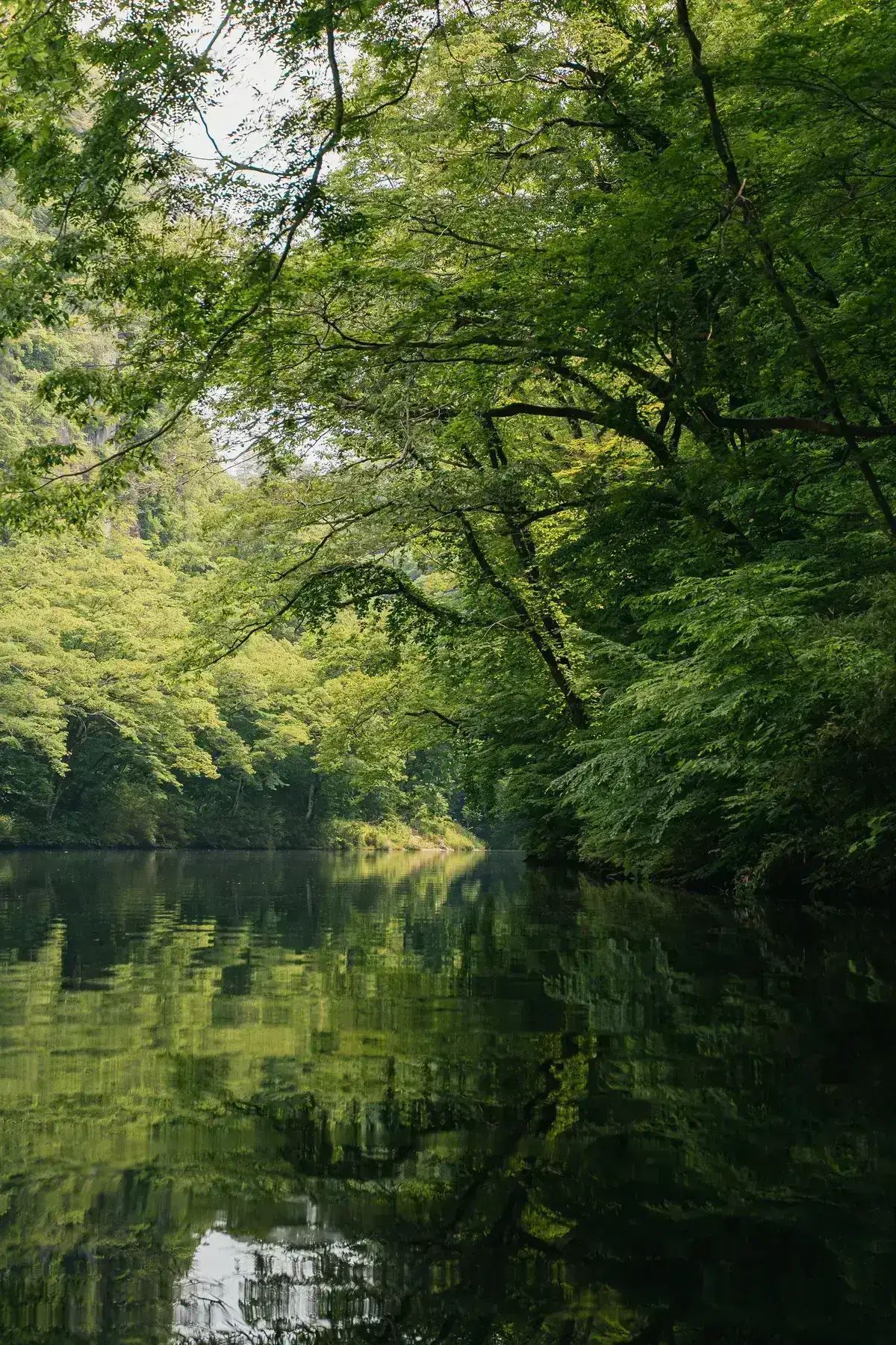 一関市の静かな川と深い緑の森