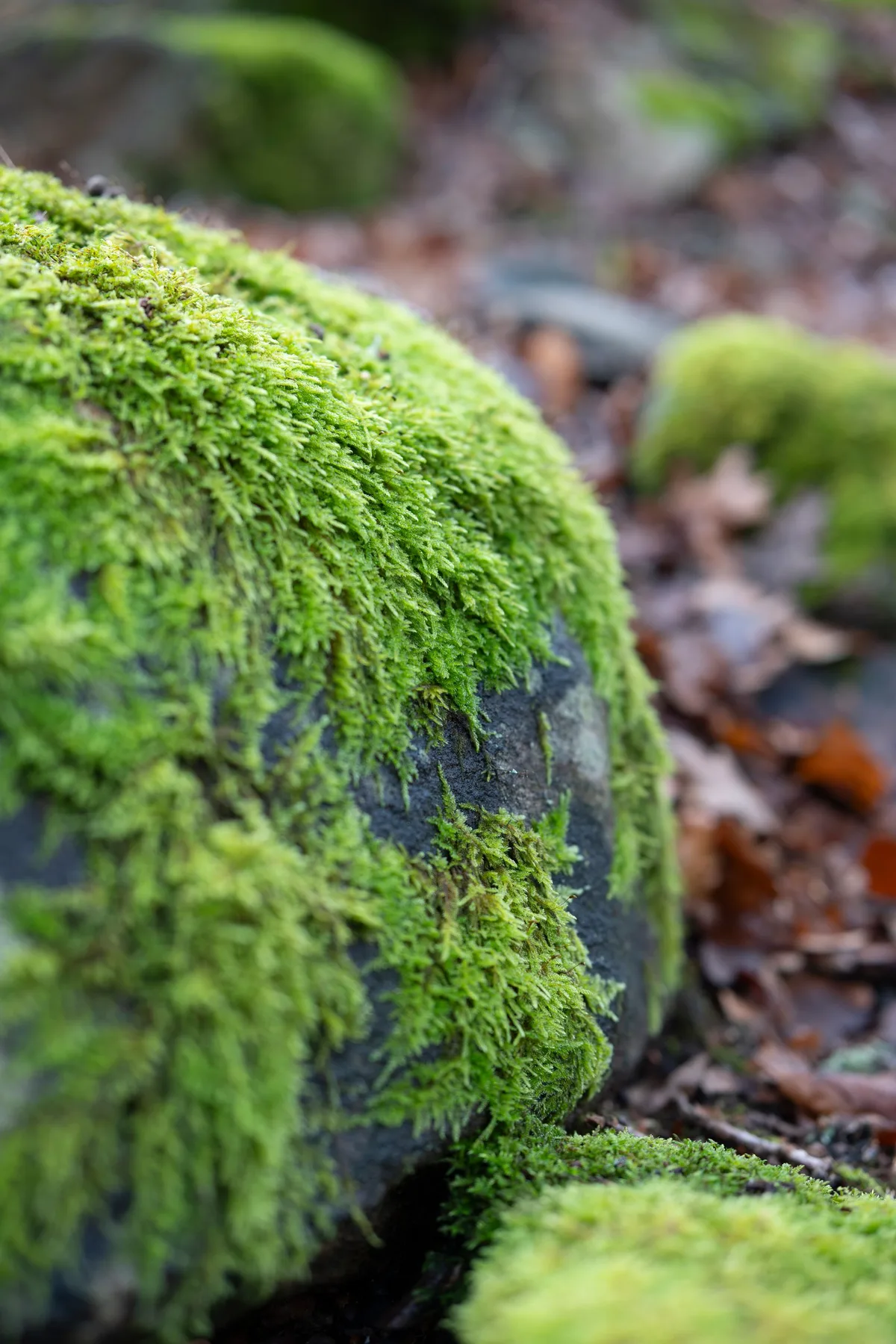 苔に覆われた岩のクローズアップ