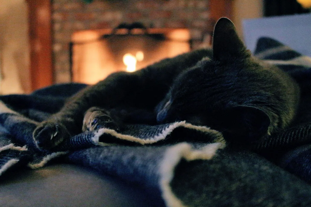 暖炉そばの毛布の上で眠る猫