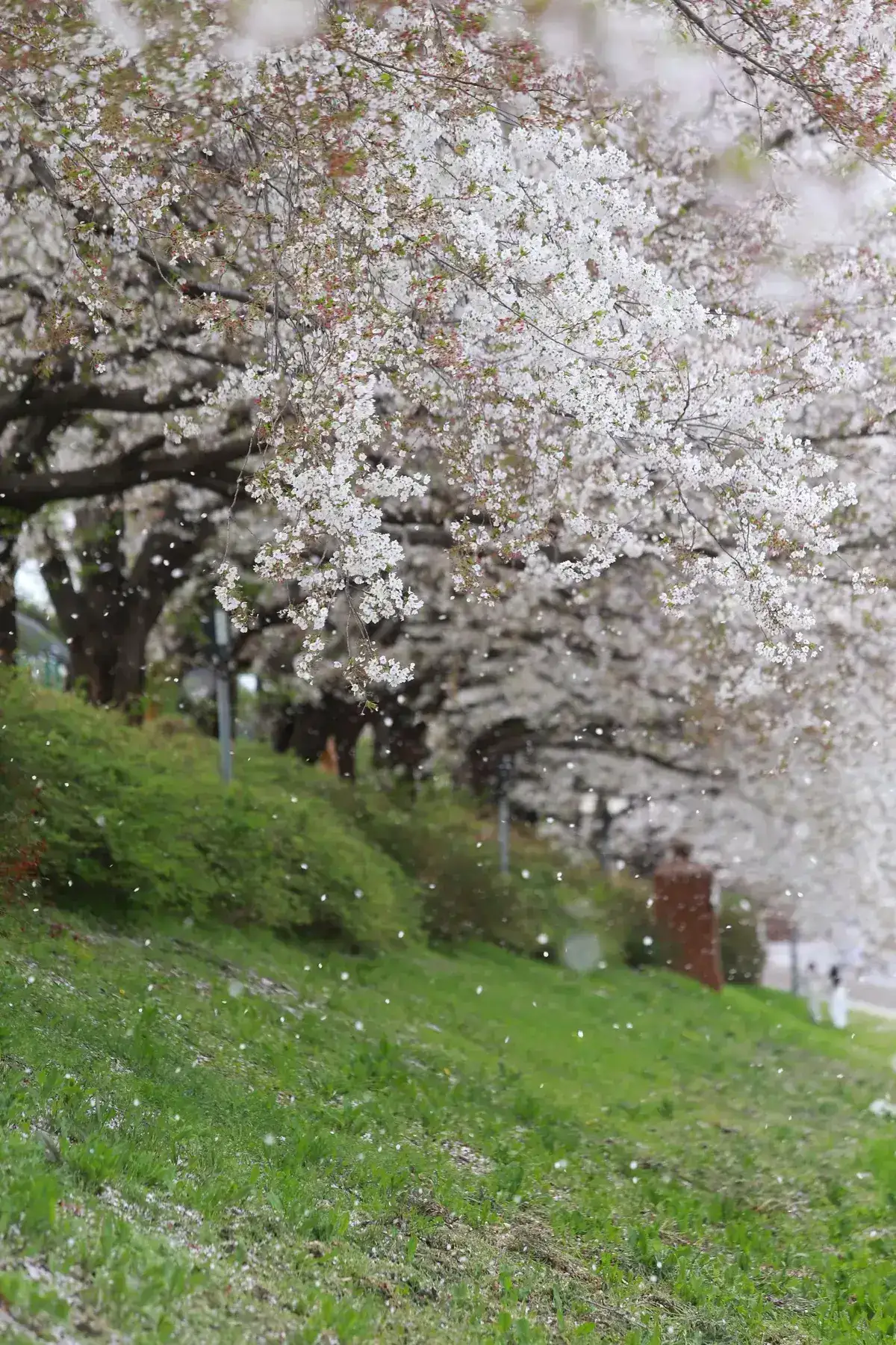 薄桃色の桜の花びらが舞い散る春の空