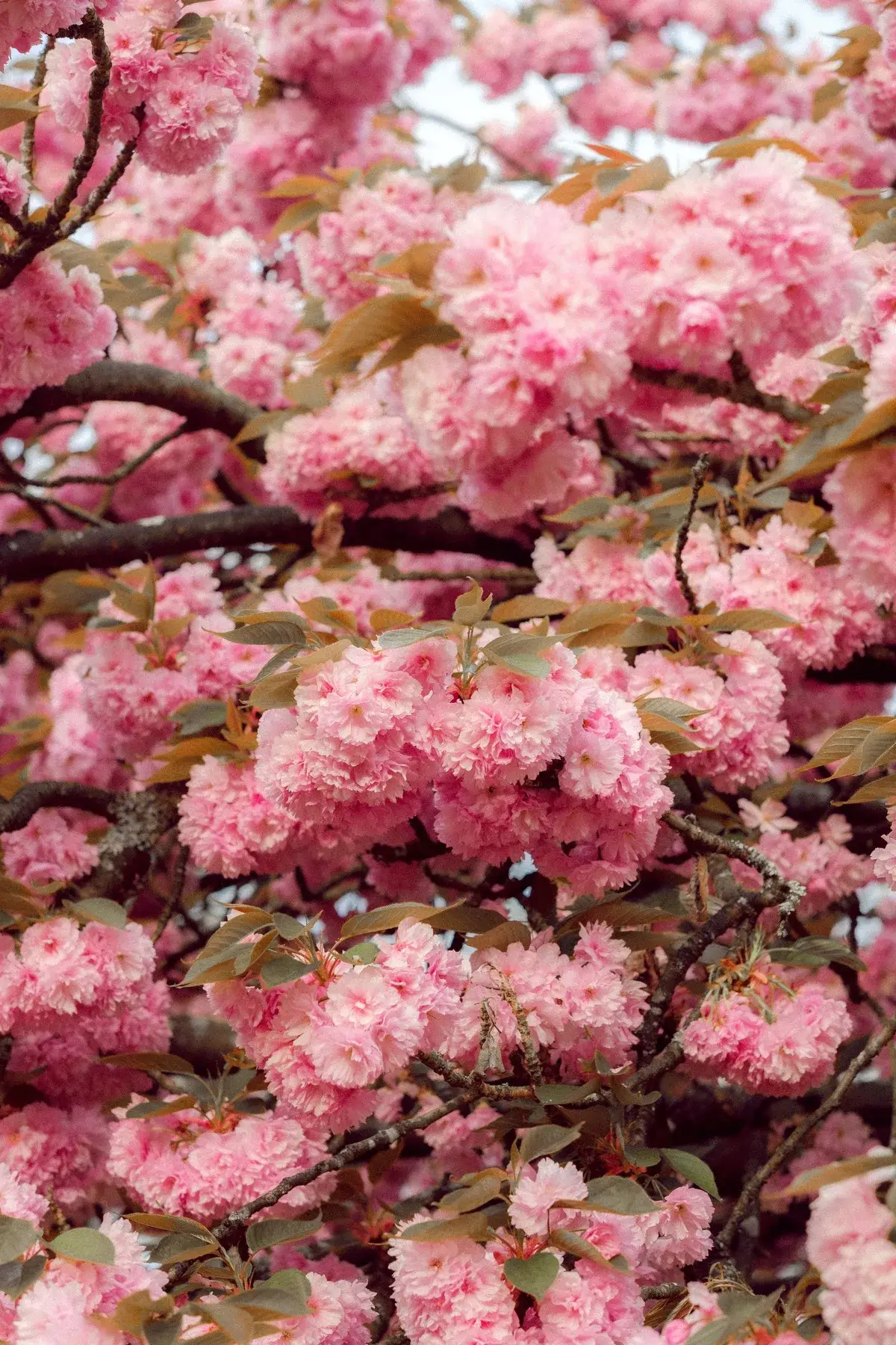 満開の梅の花