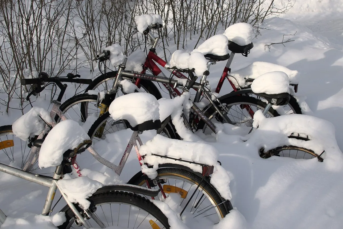 雪の積もった森