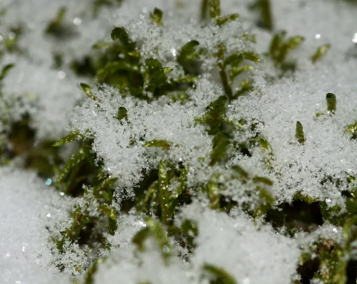 雪の積もった森