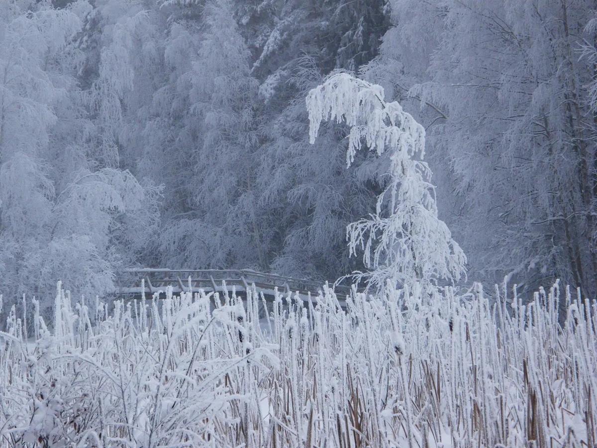 雪のフィンランドの町
